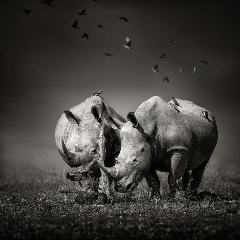 AS126 Wall décor art photographic on canvas wildlife two rhinos black & white